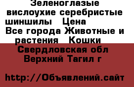 Зеленоглазые вислоухие серебристые шиншилы › Цена ­ 20 000 - Все города Животные и растения » Кошки   . Свердловская обл.,Верхний Тагил г.